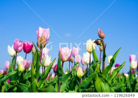 A Beautiful Vibrant Field of Colorful Tulips Under a Bright Blue Sky in Springtime Bliss, Netherlands A Beautiful Vibrant Field of Colorful Tulips Under a Bright Blue Sky in Springtime Bliss, Netherlands 119626849