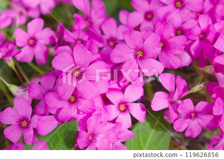 Vibrant Hot Pink Flowers In Full Bloom With Bright Green Creeping Jenny Ground Cover Plant Vibrant Hot Pink Flowers In Full Bloom With Bright Green Creeping Jenny Ground Cover Plant 119626856