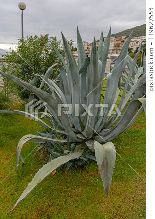 Cactus Plant Croatia 119627553