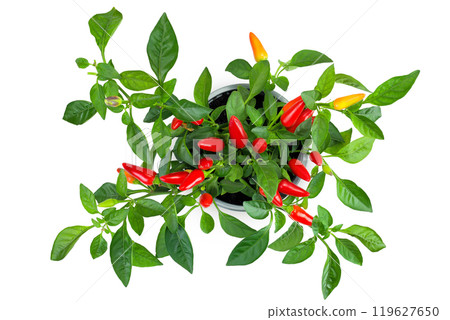 red hot chili peppers in pot isolated on white background. Top view. Flat 119627650