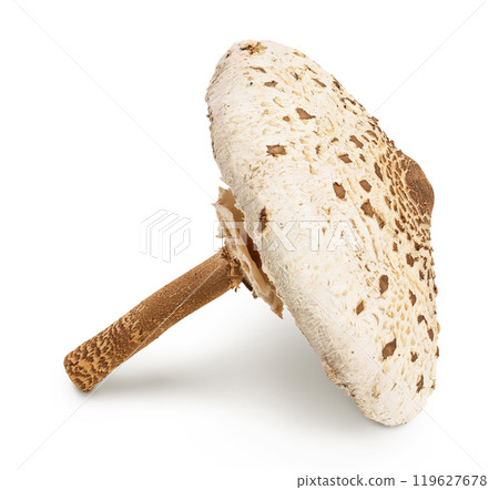 Parasol mushroom or Macrolepiota procera isolated on white background 119627678