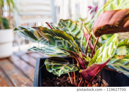 close-up leaves tropical plant calathea in raindrops in rays sun 119627700