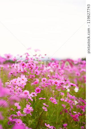 白花盛開在波斯菊領域 119627743