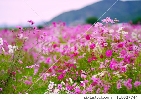 Cosmos with mountain in the background 119627744