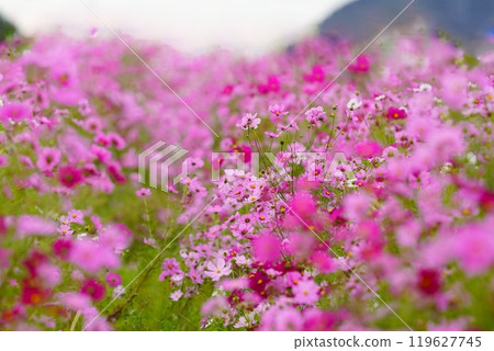 Autumn cherry blossoms blooming on one side 119627745