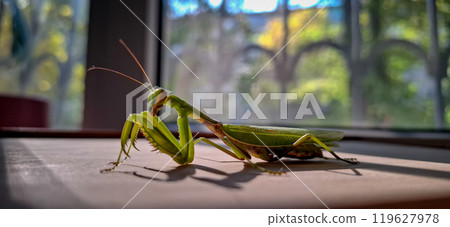 Large green praying mantis. A large green grasshopper is a female praying mantis. Large green praying mantis. A large green grasshopper is a female praying mantis. 119627978
