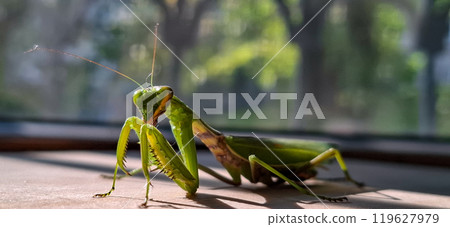 Large green praying mantis. A large green grasshopper is a female praying mantis. Large green praying mantis. A large green grasshopper is a female praying mantis. 119627979