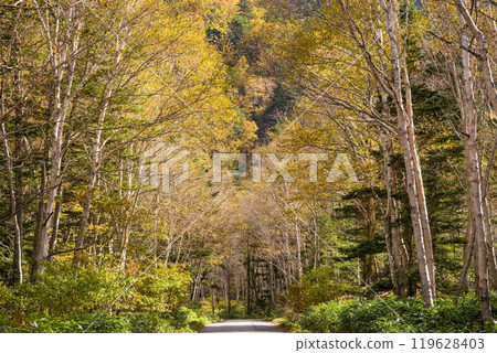 Awa Pass: Beautiful Autumn Scenery (Old National Route 158) 119628403