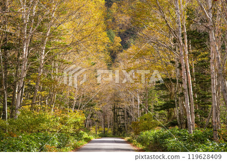 Awa Pass: Beautiful Autumn Scenery (Old National Route 158) 119628409