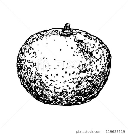 Vector hand drawn ink illustration of tangerine citrus for summer, tropical designs, kitchen decor, food packaging, drinks, Christmas prints, farm fruits Clipart for cafe menu and cocktail card Vector hand drawn ink illustration of tangerine citrus for summer, tropical designs, kitchen decor, food packaging, drinks, Christmas prints, farm fruits Clipart for cafe menu and cocktail card 119628519