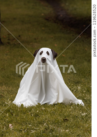 Cute Labrador dog is dressed in Halloween ghost costume Cute Labrador dog is dressed in Halloween ghost costume 119628520