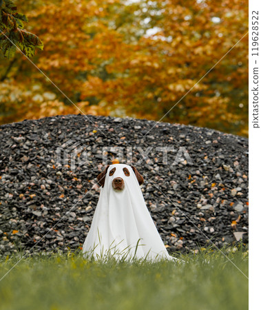 Cute Labrador dog is dressed in Halloween ghost costume, pet is sitting in autumn park Cute Labrador dog is dressed in Halloween ghost costume, pet is sitting in autumn park 119628522