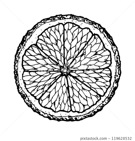 Vector hand drawn ink illustration of tangerine citrus slices for summer, tropical designs, kitchen decor, food packaging, drinks, Christmas prints, farm fruits Clipart for cafe menu and cocktail card 119628532