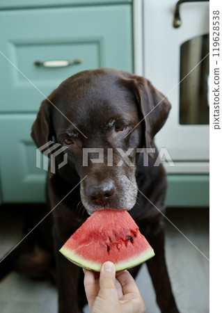 Labrador retriever dog is eating watermelon. pet looks at fruit. animal is in kitchen waiting food. Labrador retriever dog is eating watermelon. pet looks at fruit. animal is in kitchen waiting food. 119628538