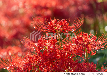[Autumn] Clusters of red spider lilies [Hoshitani, Katsuura-cho, Katsuura-gun, Tokushima Prefecture] 119628580