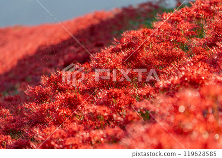 [Autumn] Clusters of red spider lilies [Hoshitani, Katsuura-cho, Katsuura-gun, Tokushima Prefecture] 119628585