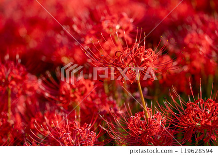[Autumn] Clusters of red spider lilies [Hoshitani, Katsuura-cho, Katsuura-gun, Tokushima Prefecture] 119628594
