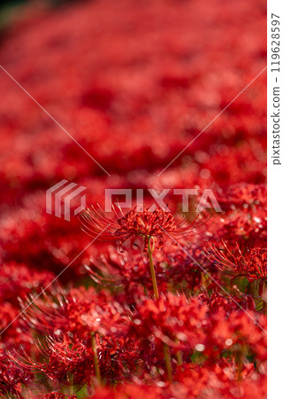 [Autumn] Clusters of red spider lilies [Hoshitani, Katsuura-cho, Katsuura-gun, Tokushima Prefecture] 119628597