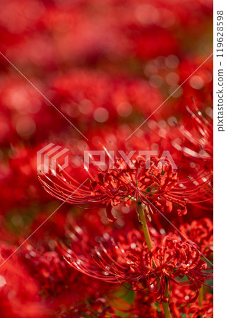 [Autumn] Clusters of red spider lilies [Hoshitani, Katsuura-cho, Katsuura-gun, Tokushima Prefecture] 119628598