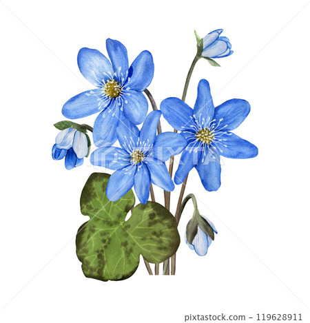 Composition with blue forest spring flowers anemone hepatica, liverwort. Hand drawn botanical watercolor illustration isolated on white background. For clip art cards invitation label package. Composition with blue forest spring flowers anemone hepatica, liverwort. Hand drawn botanical watercolor illustration isolated on white background. For clip art cards invitation label package. 119628911