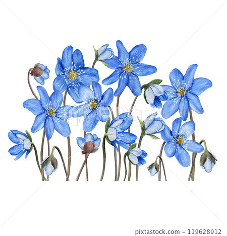 Big composition of blue first spring forest flowers anemone hepatica, liverwort. Hand drawn botanical watercolor illustration isolated on white background. For clip art cards invitation label package 119628912