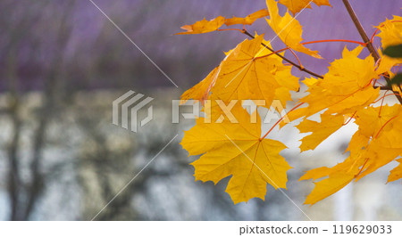 Maple leaves in autumn sunny day 119629033