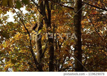Birds of prey - Common Buzzard (Buteo buteo) 119629078