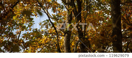 Birds of prey - Common Buzzard (Buteo buteo) Birds of prey - Common Buzzard (Buteo buteo) 119629079