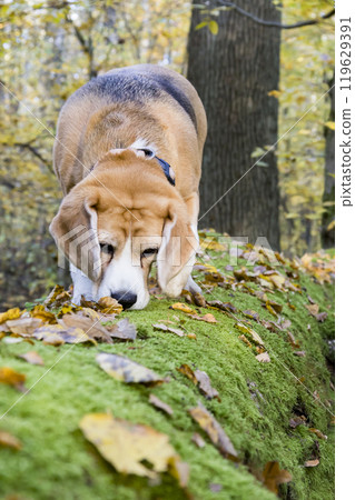 A curious beagle dog is sniffing around a mossy log in the woods 119629391