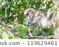 Wild Japanese macaques climbing onto tree branches to eat ripe nuts 119629461
