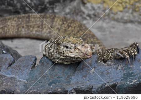 BROWN LIZARD (KOMODO DRAGON) ON ROCK BROWN LIZARD (KOMODO DRAGON) ON ROCK 119629686