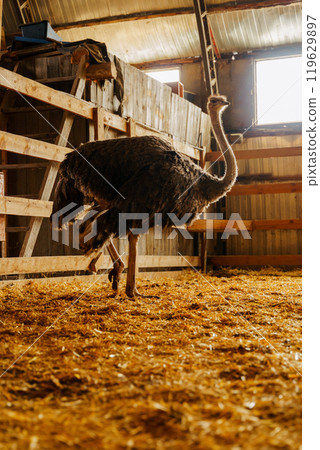 Ostrich is standing proudly in a charming barn filled with golden hay bales. Vertical photo 119629897