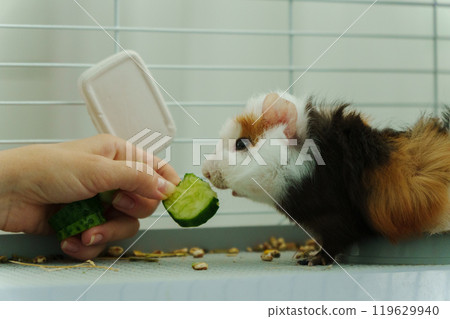 Guinea pig peeks out of its cozy habitat while enjoying a refreshing slice of cucumber in the early Guinea pig peeks out of its cozy habitat while enjoying a refreshing slice of cucumber in the early 119629940