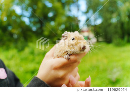 Friendly squirrel is gently cradled in a person hand, enjoying the warmth of the afternoon sun. 119629954