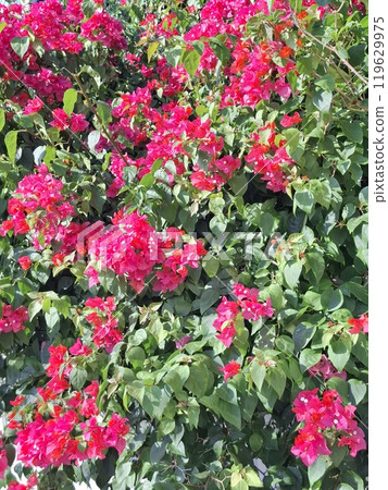 Red flowers in full bloom Red flowers in full bloom 119629975
