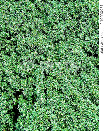 Pine bush 119630021