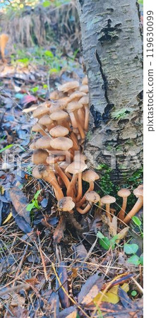mushrooms growing on tree trunk mushrooms growing on tree trunk 119630099