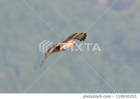 一隻禿鷹飛向山峰 119630203