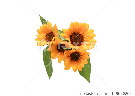 白色背景上的向日葵花束 白色背景上的向日葵花束 119630205