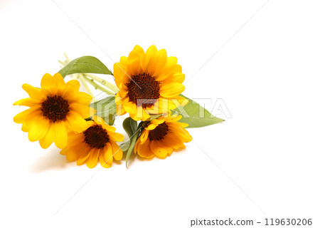 白色背景上的向日葵花束 白色背景上的向日葵花束 119630206