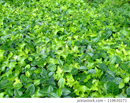 Leafs 119630271