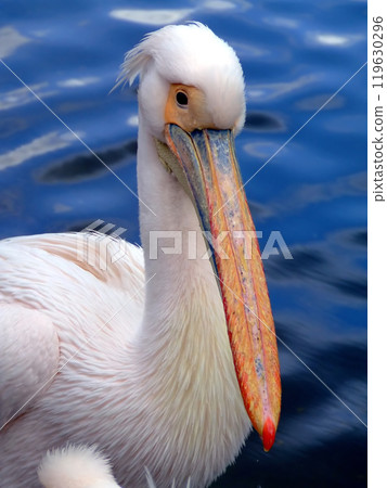 Pelican from ahead Pelican from ahead 119630296