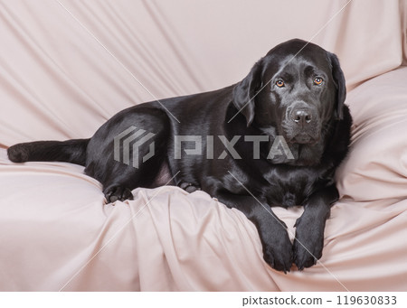 A black Labrador retriever dog lies on a beige sofa. 119630833