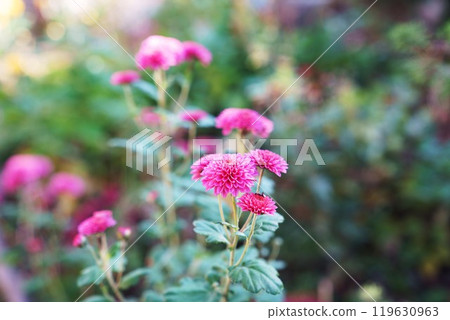 菊花 119630963