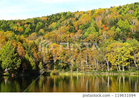 Autumn in Shinshu: Shiga Kogen: Autumn foliage along Kido Pond 119631094