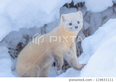 The Sable Marten, a tough animal living in Hokkaido's winter The Sable Marten, a tough animal living in Hokkaido's winter 119631111