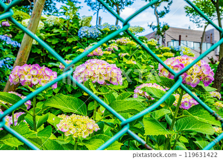 文京繡球節 119631422