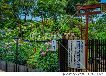 Bunkyo Hydrangea Festival 119631424