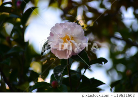 Sayaka flower flowers Sayaka flower flowers 119631608