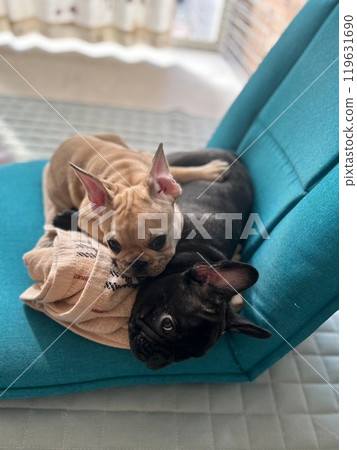 French bulldog siblings. 119631690